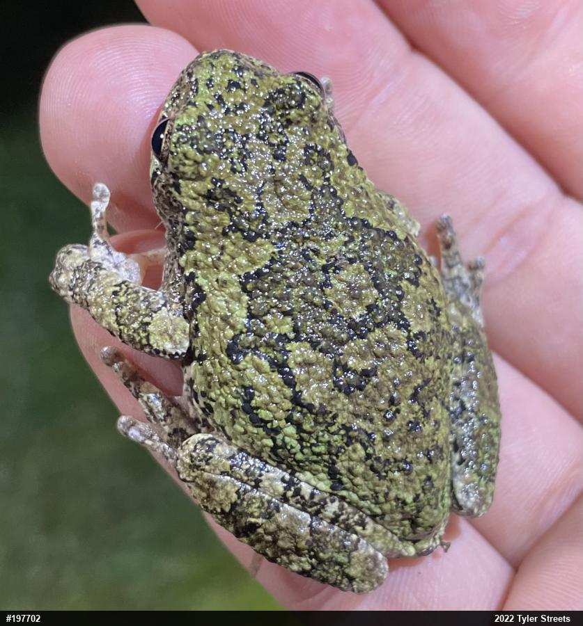 Gray Treefrog