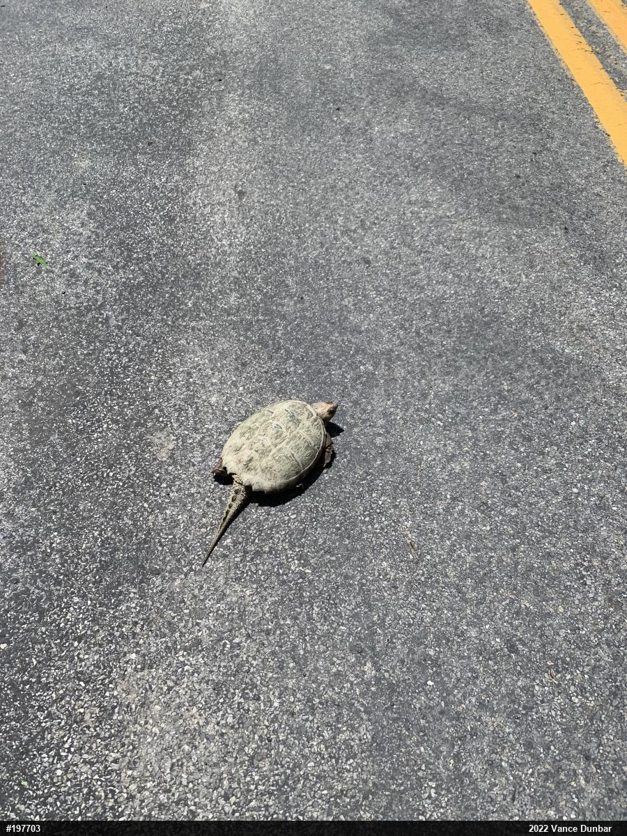 Snapping Turtle