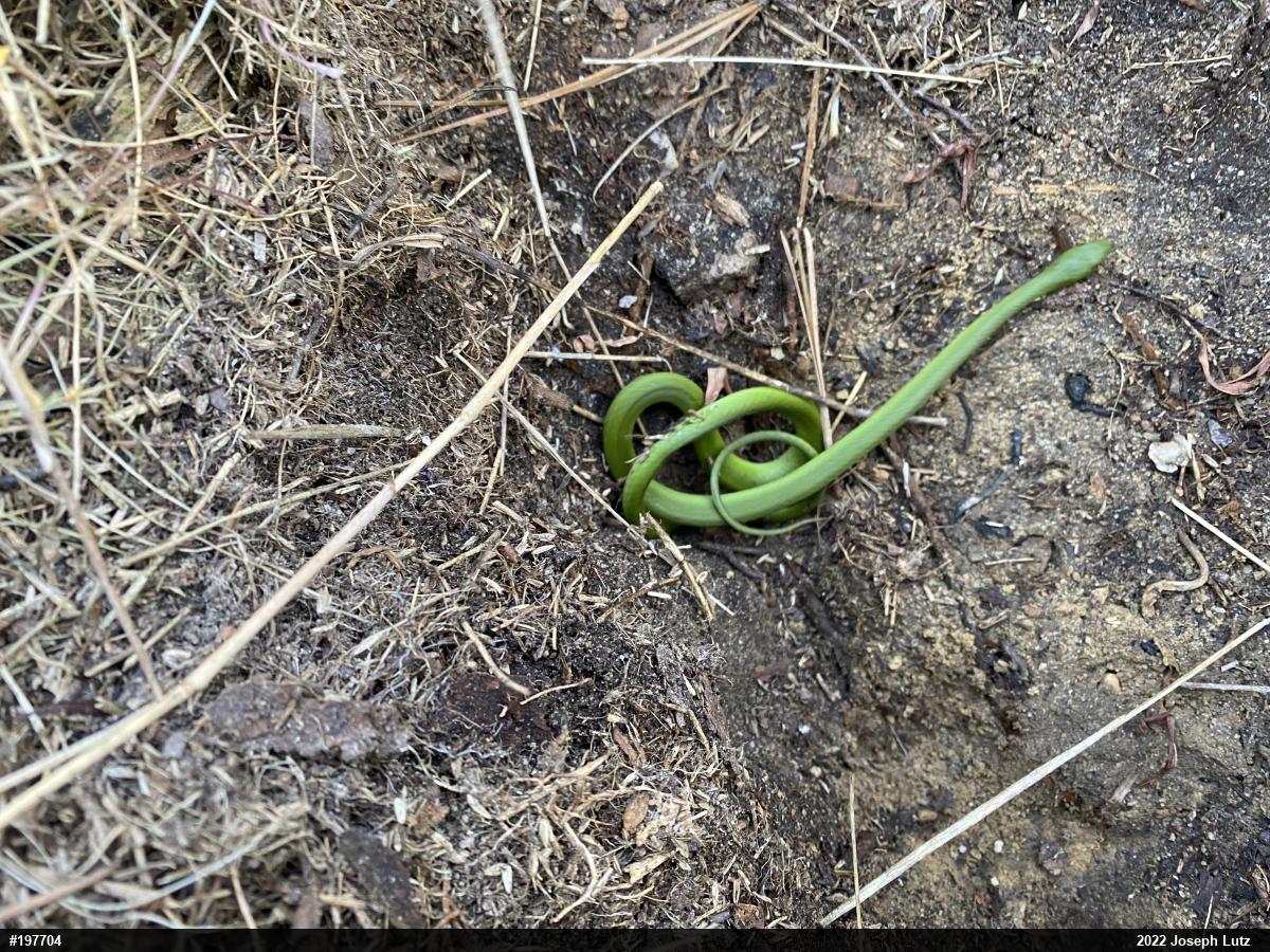 Smooth Greensnake