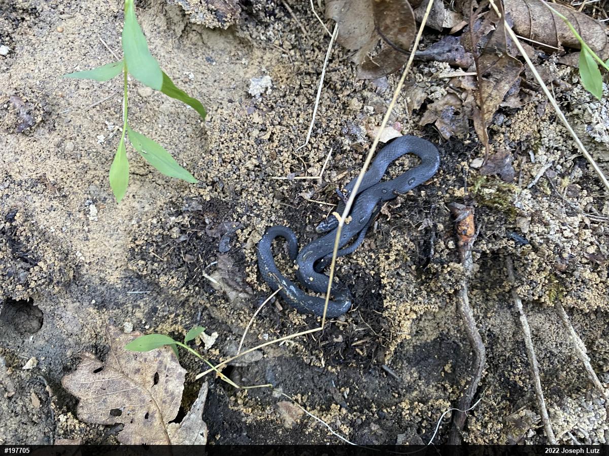 Northern Ring-necked Snake