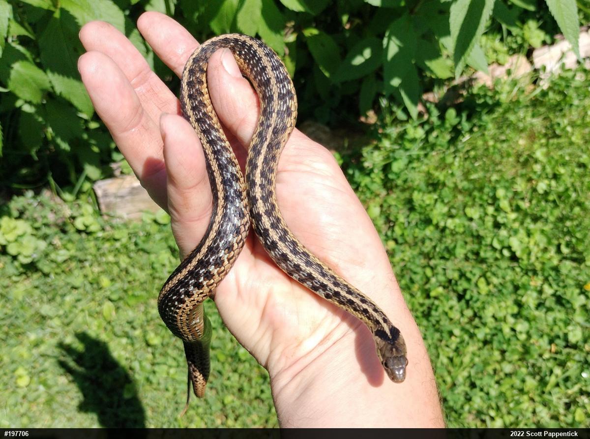 Eastern Gartersnake