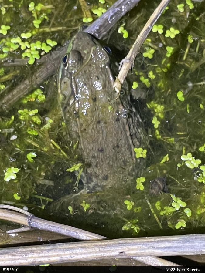 Green Frog