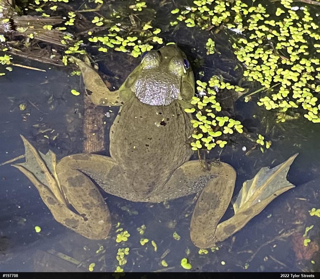American Bullfrog