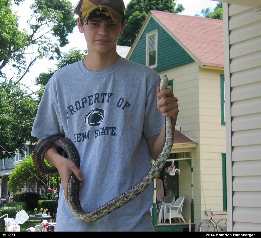 Eastern Ratsnake
