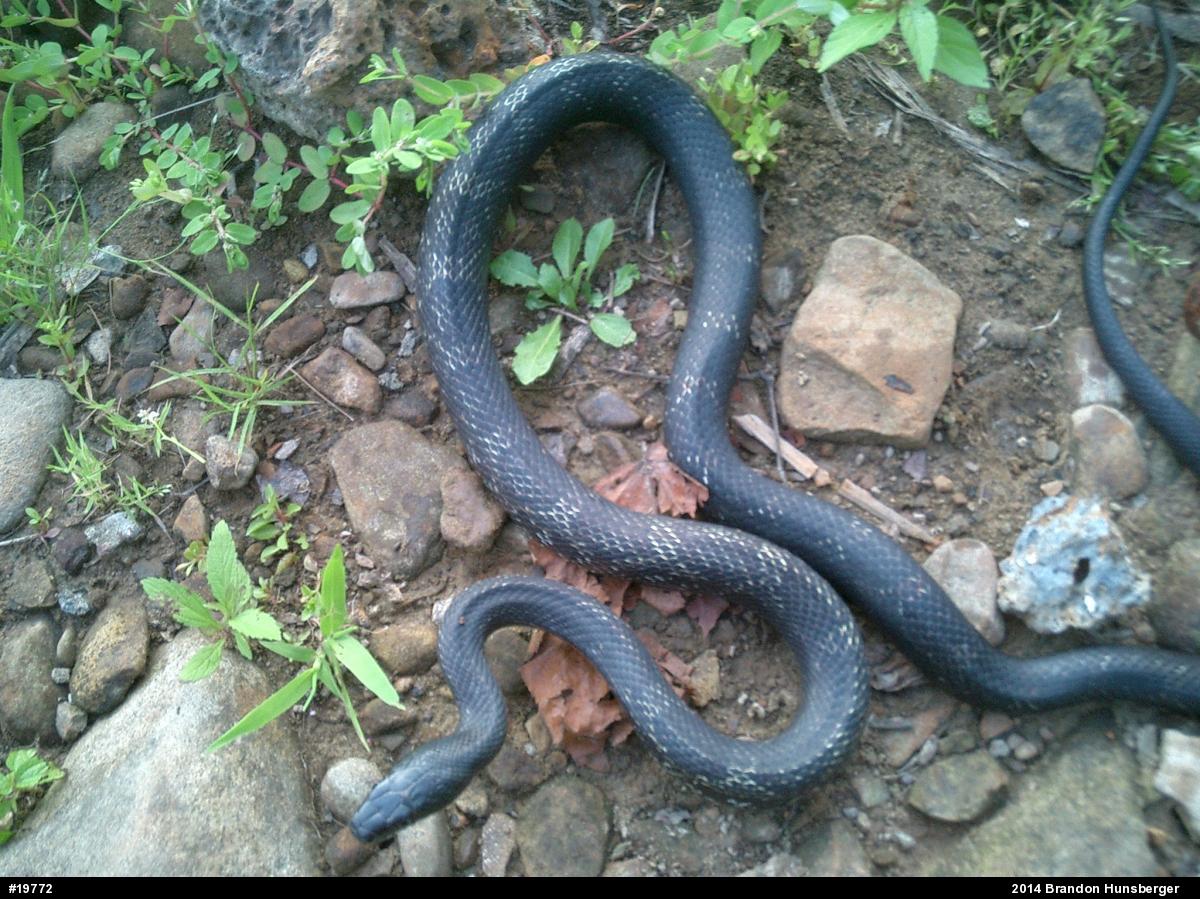 Eastern Ratsnake