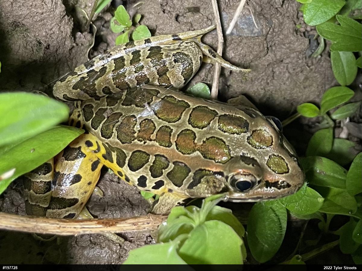 Pickerel Frog