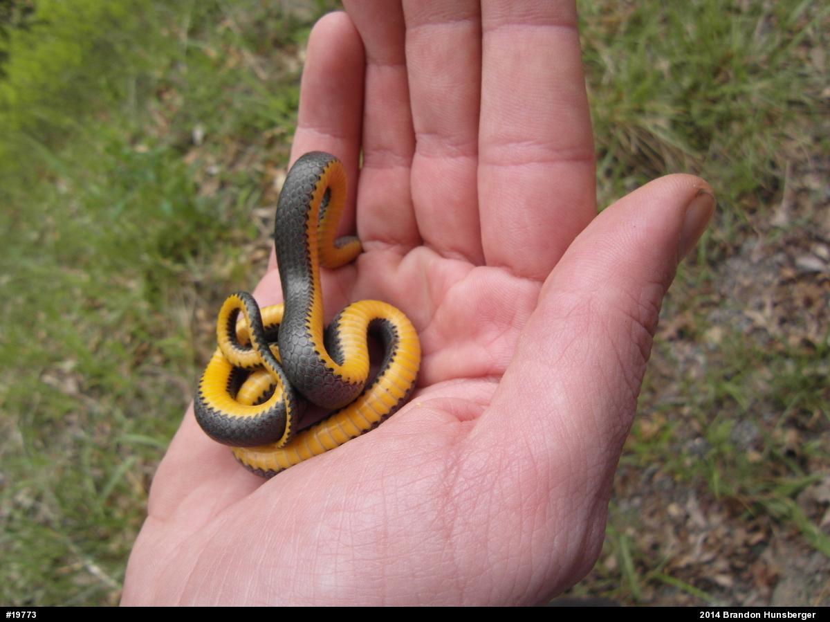 Northern Ring-necked Snake
