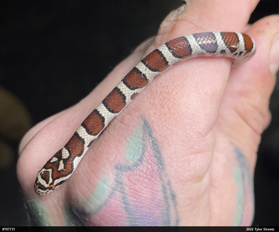 Eastern Milksnake