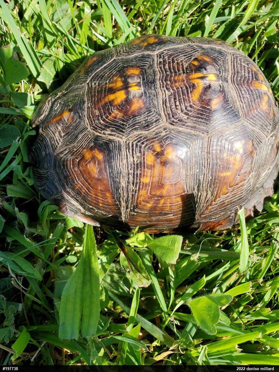 Eastern Box Turtle
