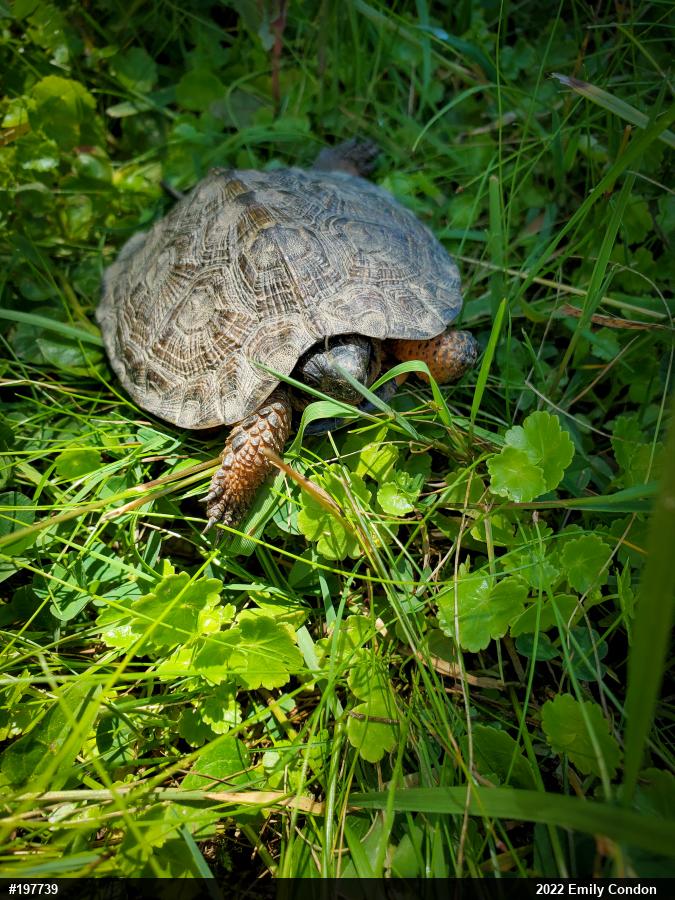 Wood Turtle