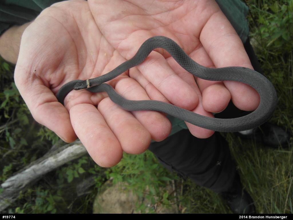 Northern Ring-necked Snake