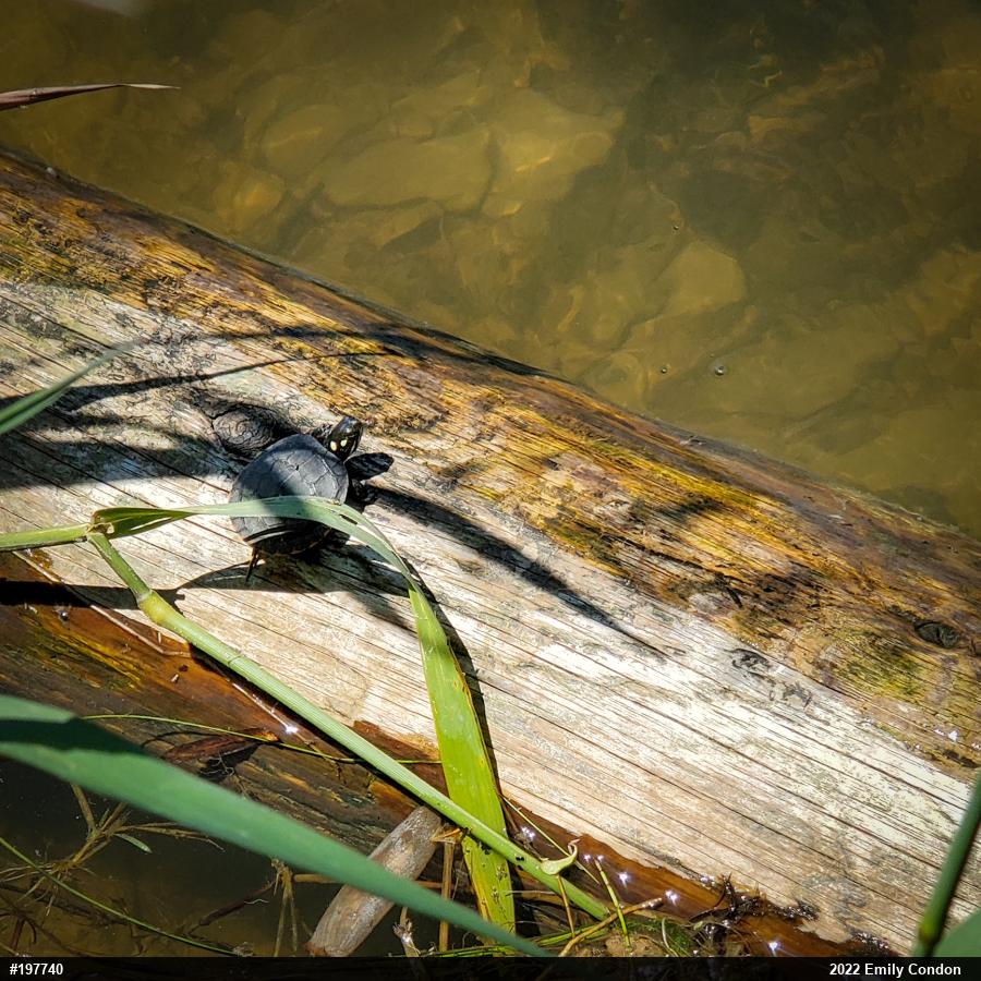 Painted Turtle