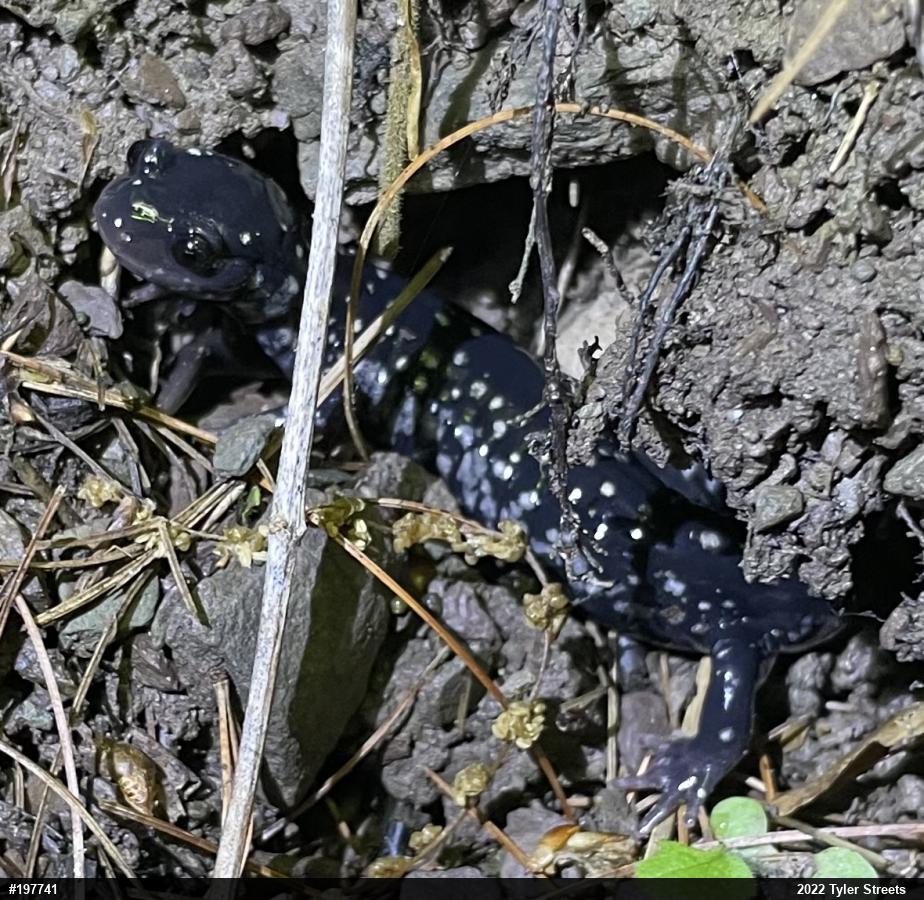Northern Slimy Salamander