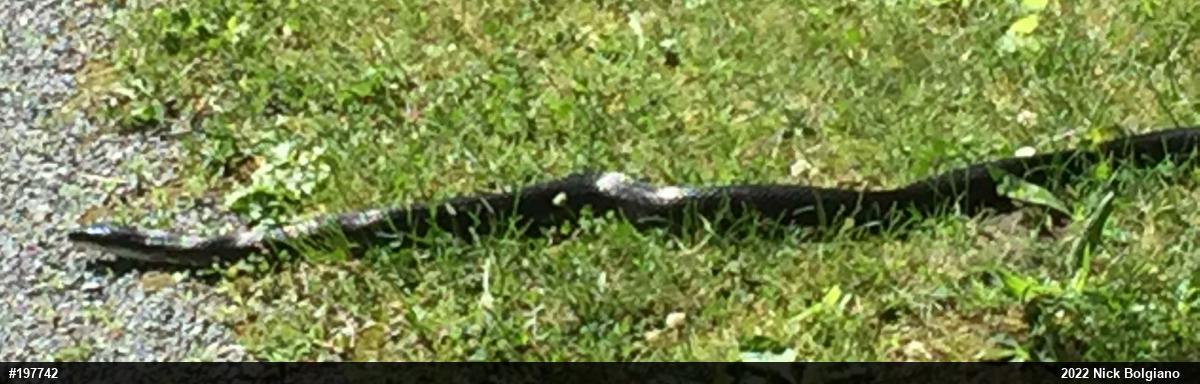 Eastern Ratsnake