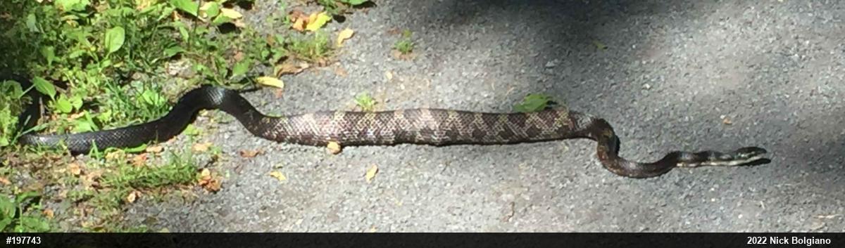 Eastern Ratsnake
