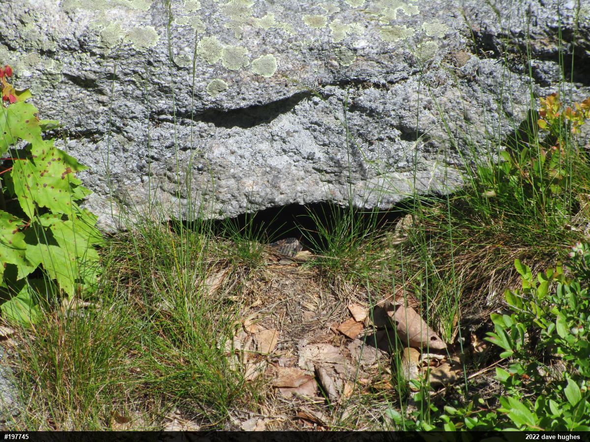 Timber Rattlesnake