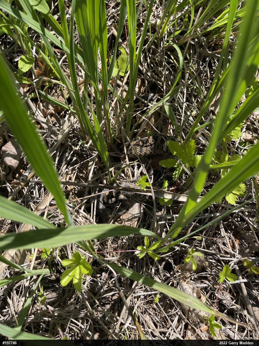 Eastern Hog-nosed Snake