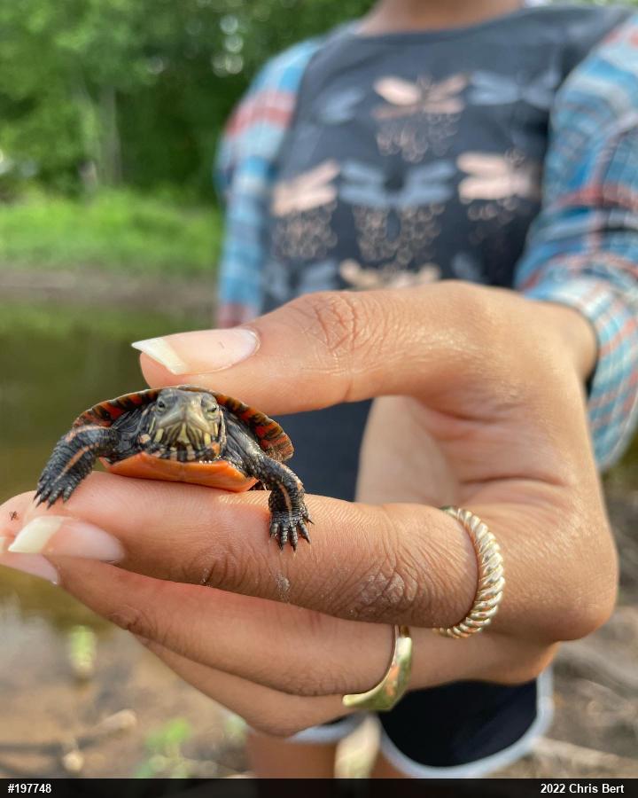 Painted Turtle
