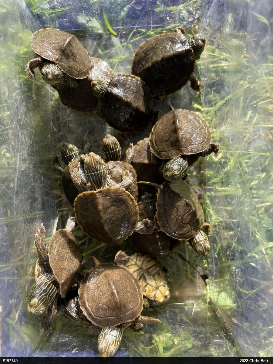 Northern Map Turtle