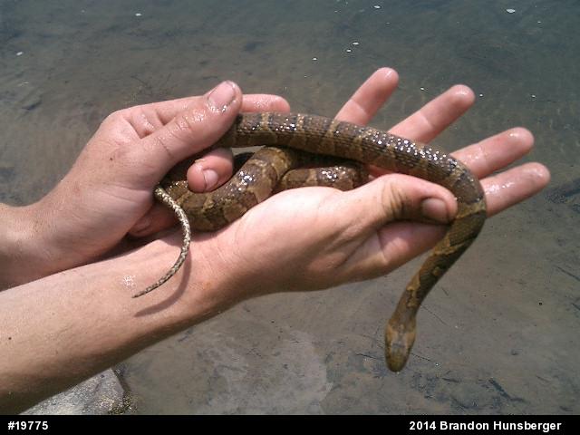 Northern Watersnake