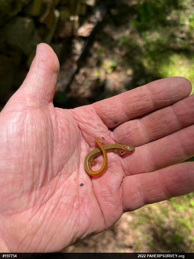 Northern Two-lined Salamander