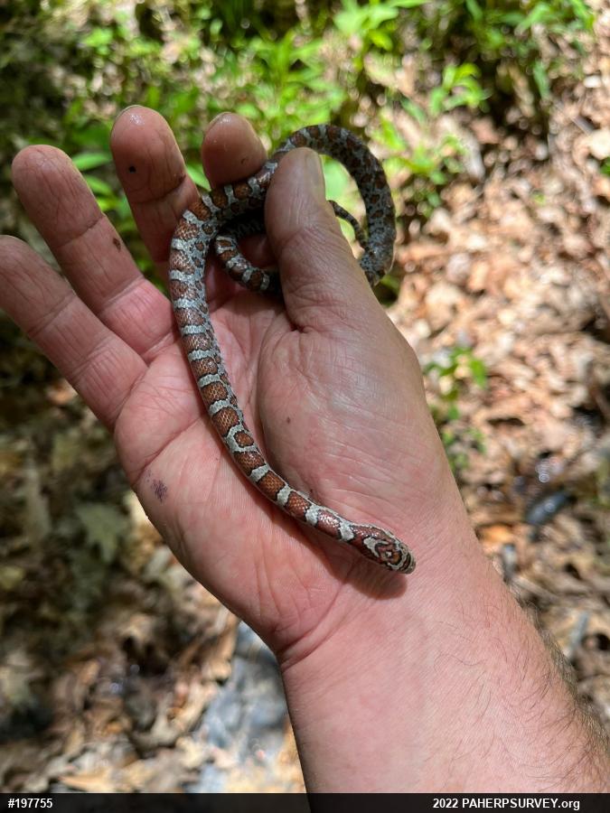 Eastern Milksnake