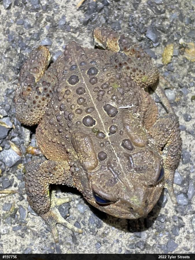 Eastern American Toad