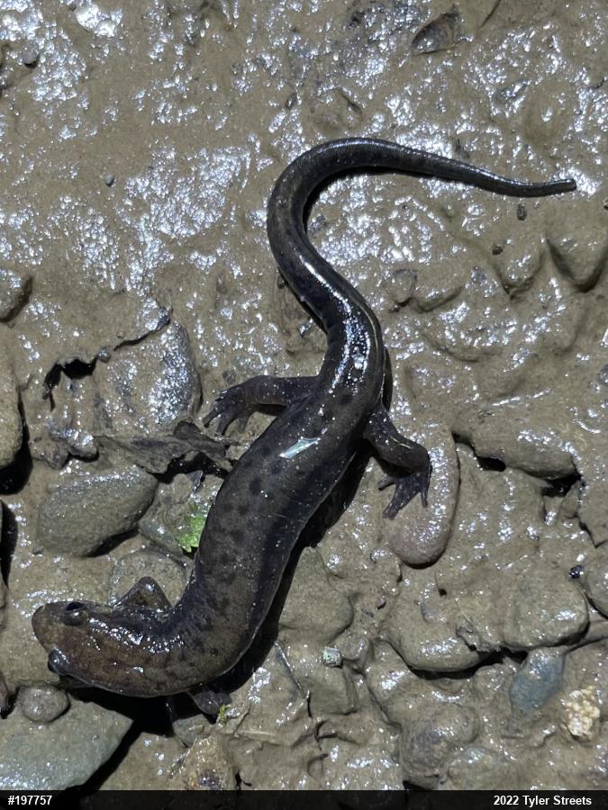 Allegheny Mountain Dusky Salamander