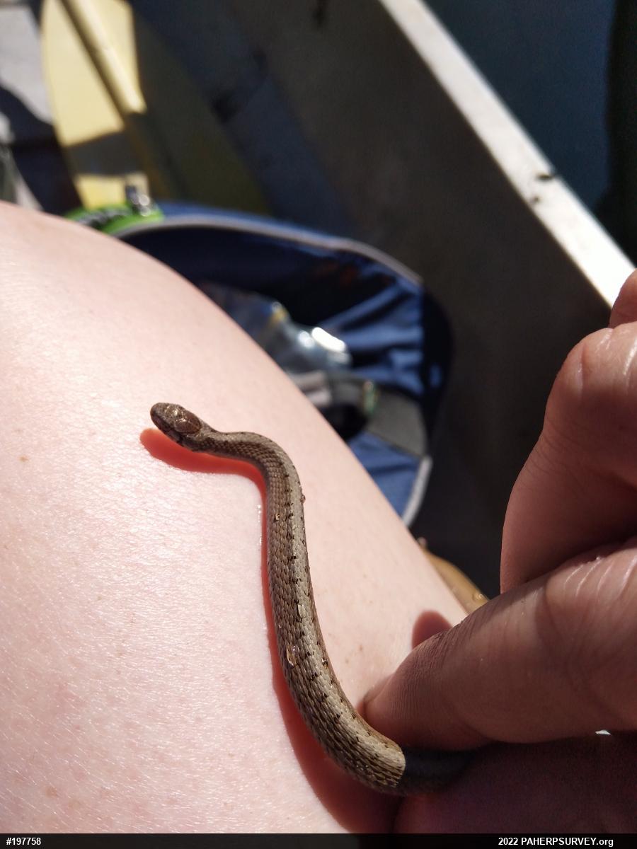 Dekay's Brownsnake