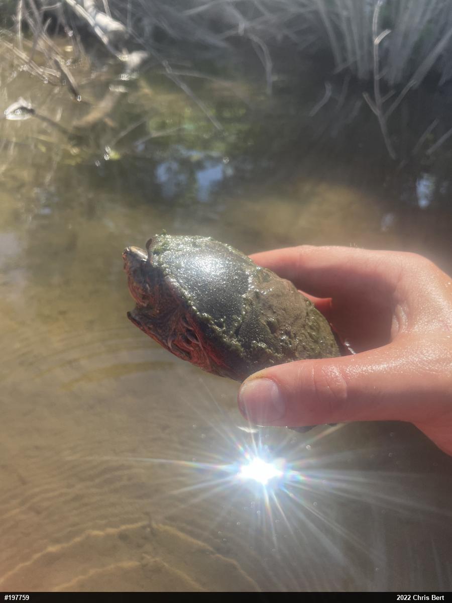 Eastern Musk Turtle
