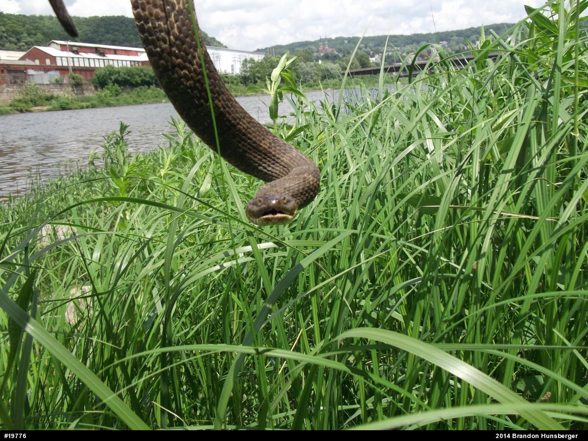 Northern Watersnake