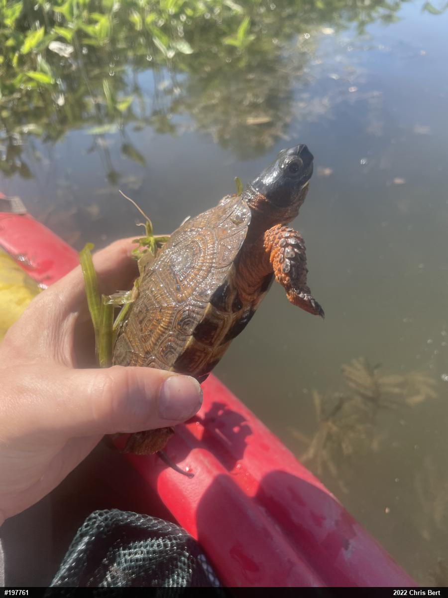Wood Turtle