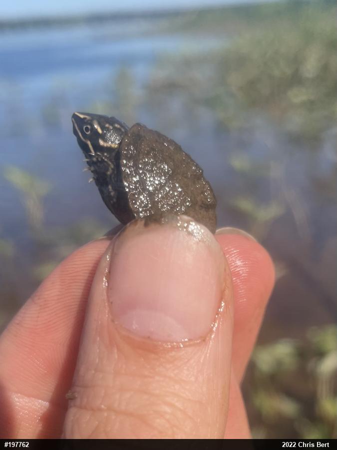 Eastern Musk Turtle