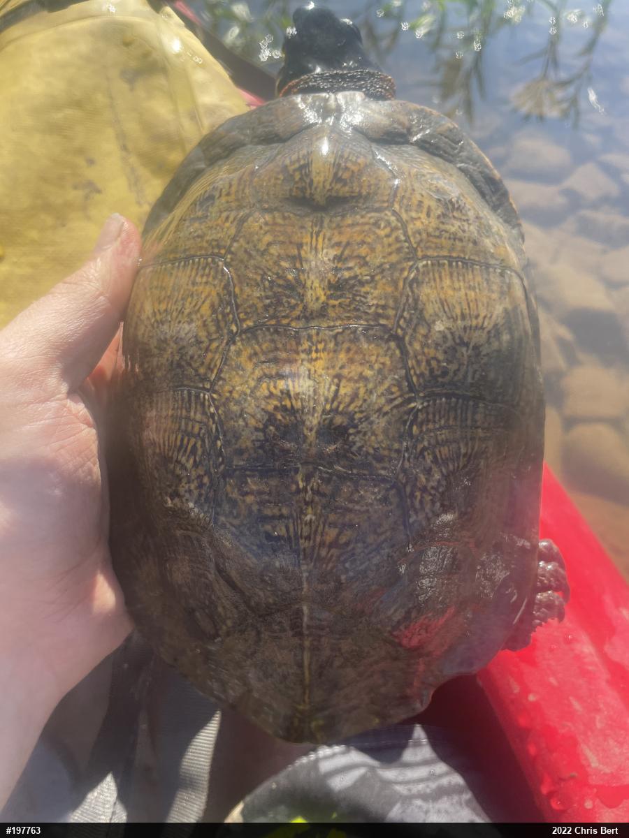 Wood Turtle