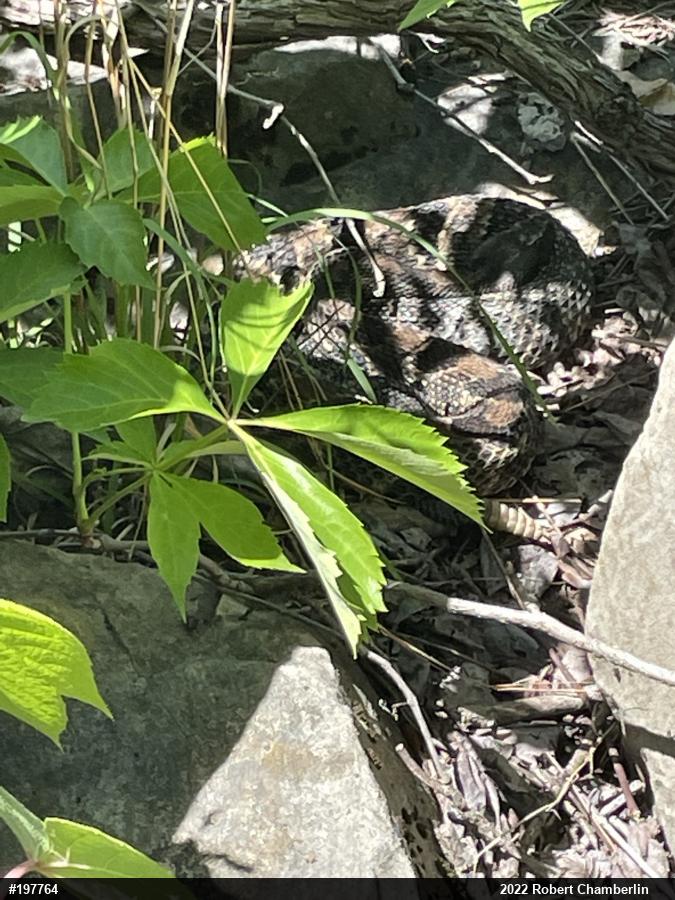 Timber Rattlesnake