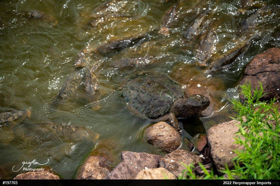 Snapping Turtle