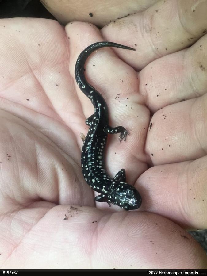 Northern Slimy Salamander