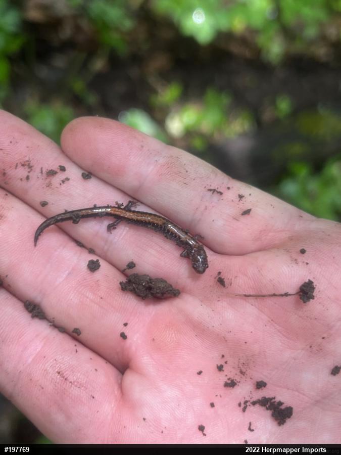 Eastern Red-backed  Salamander
