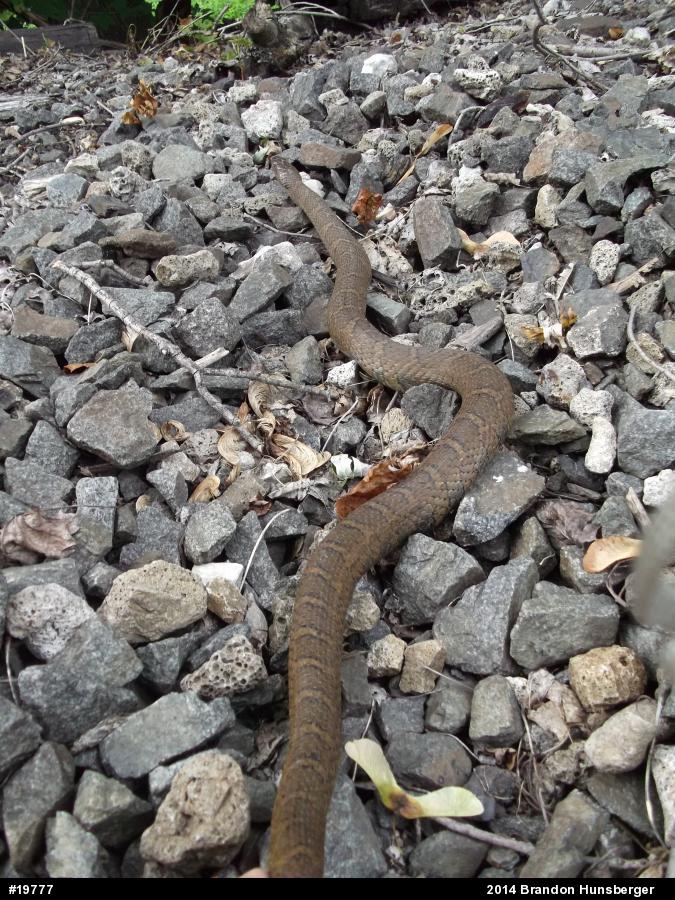 Northern Watersnake