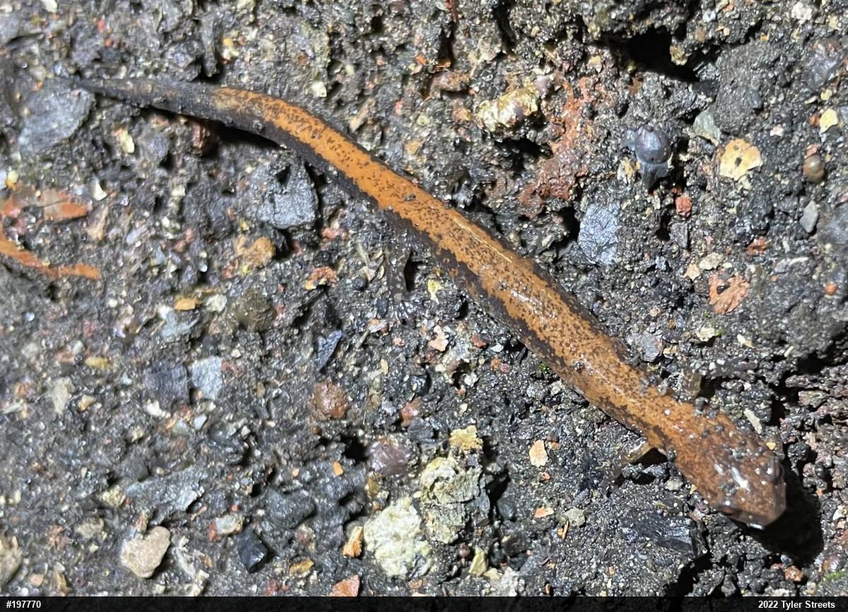 Eastern Red-backed  Salamander