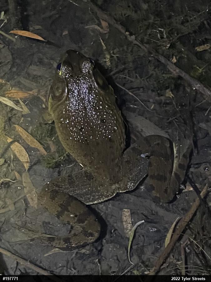 American Bullfrog
