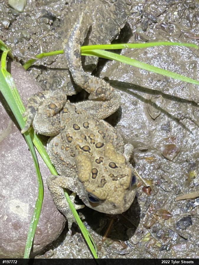 Eastern American Toad