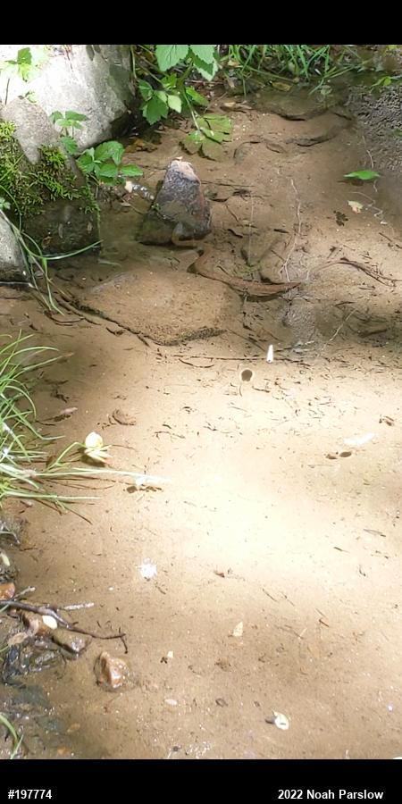 Northern Watersnake