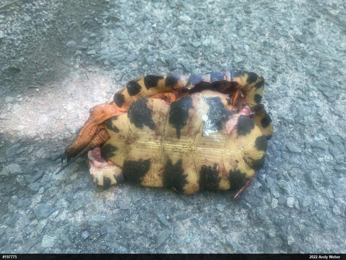 Wood Turtle