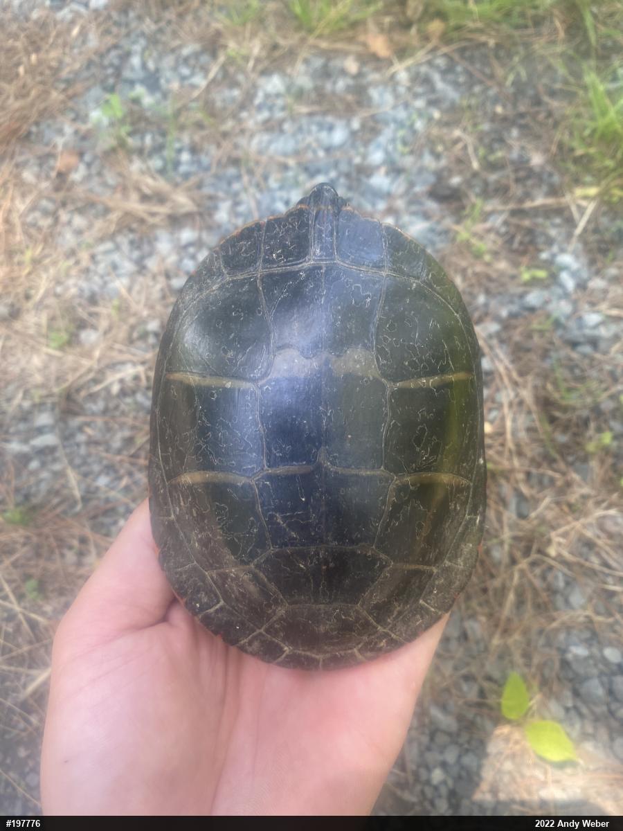 Eastern Painted Turtle