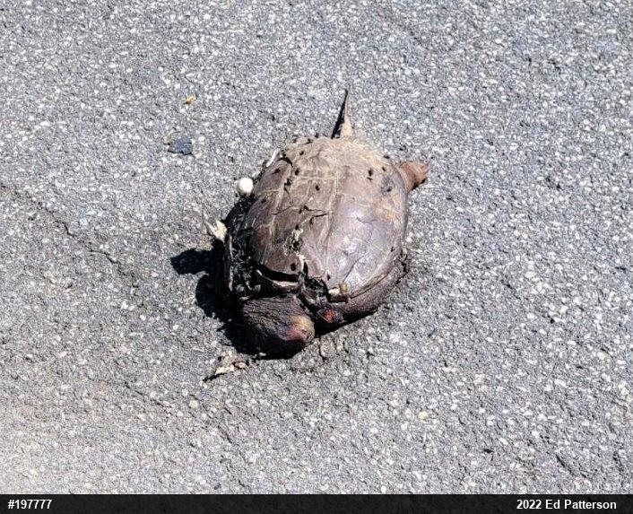 Snapping Turtle