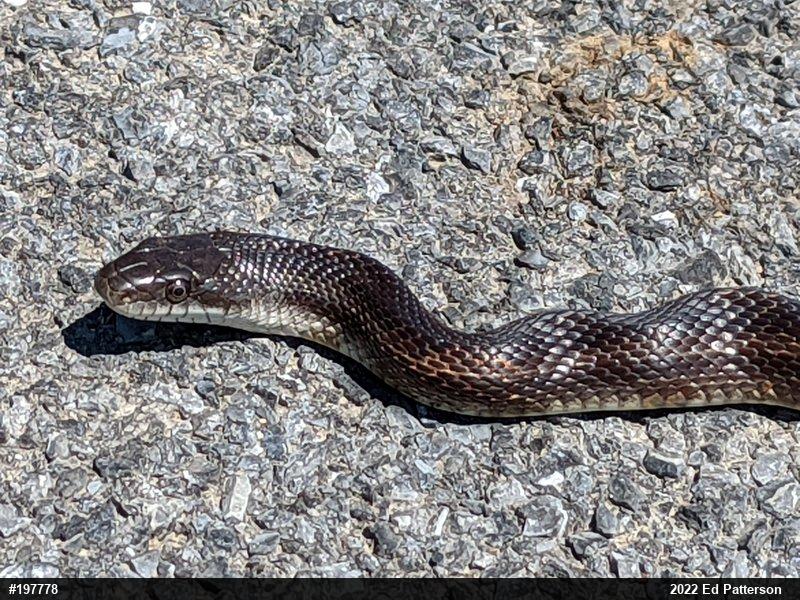 Eastern Ratsnake