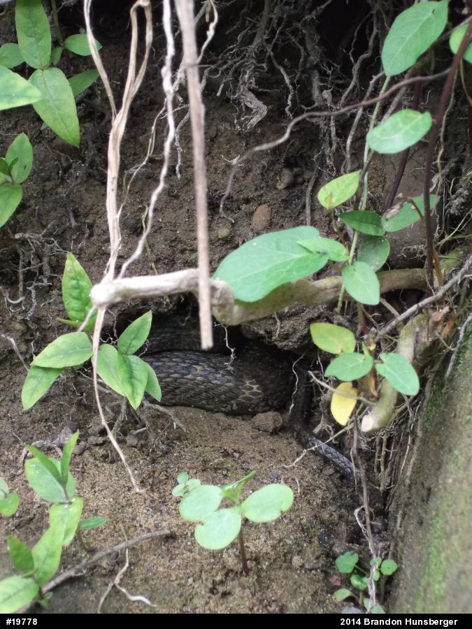 Northern Watersnake