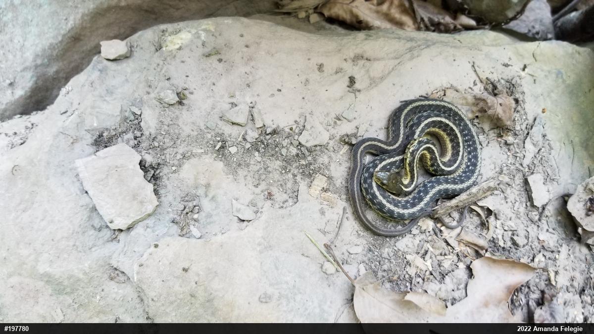 Eastern Gartersnake