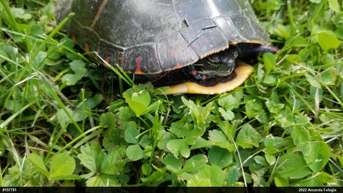 Painted Turtle